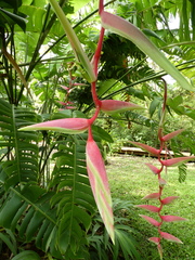 Heliconia chartacea