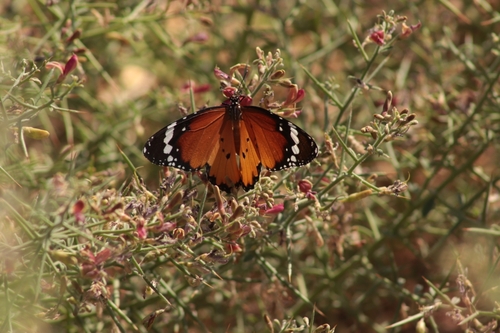 Plain Tiger Butterfly
