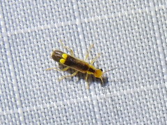 Malthinus occipitalis