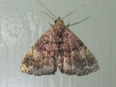 Metalectra miserulata