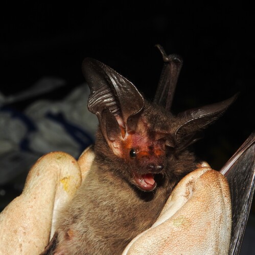 Tropical Big-eared Brown Bat