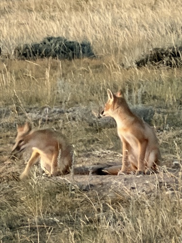 Swift Fox observed by zoo_earth_erne