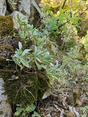 author not stated, no rights reserved Aurinia saxatilis, photograph author not stated, no rights reserved