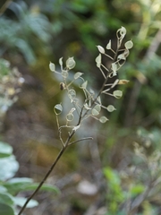 author not stated, no rights reserved Aurinia saxatilis, photograph author not stated, no rights reserved