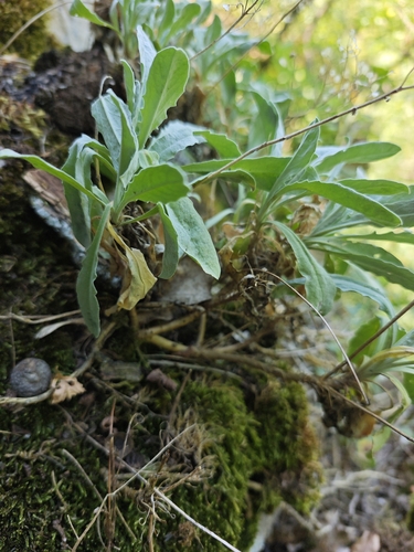 Aurinia saxatilis, photograph 6