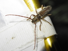 Elaphidion mucronatum