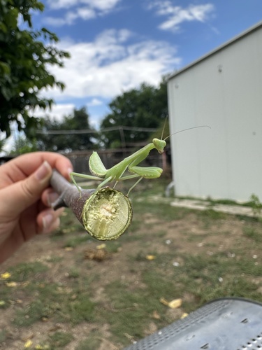 Transcaucasian Giant Mantis