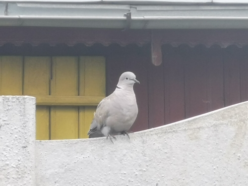 Eurasian Collared-Dove