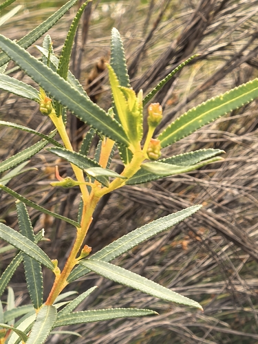 Empleurum unicapsulare
