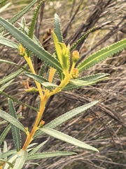 Empleurum unicapsulare