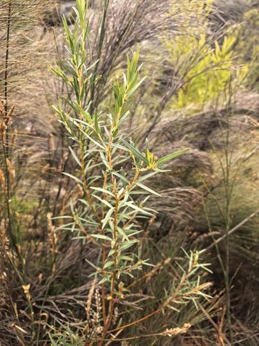 Empleurum unicapsulare, photograph 2