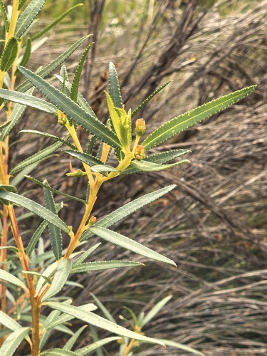 Empleurum unicapsulare, photograph 3