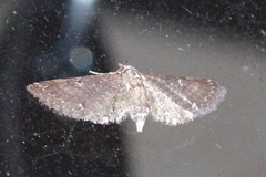 Eupithecia niphonaria