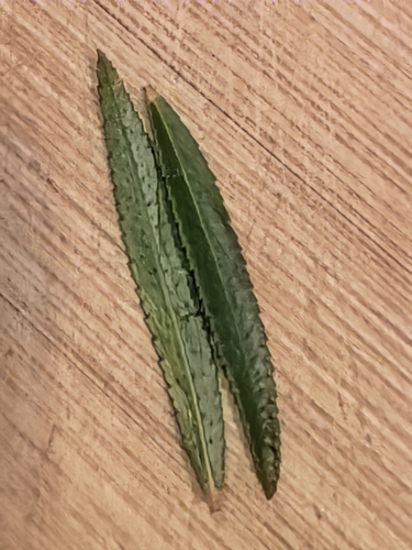 Empleurum unicapsulare, photograph 4