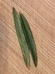 Empleurum unicapsulare, photograph author not stated, no rights reserved