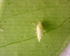 Diaphorina