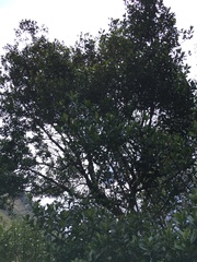 Ternstroemia