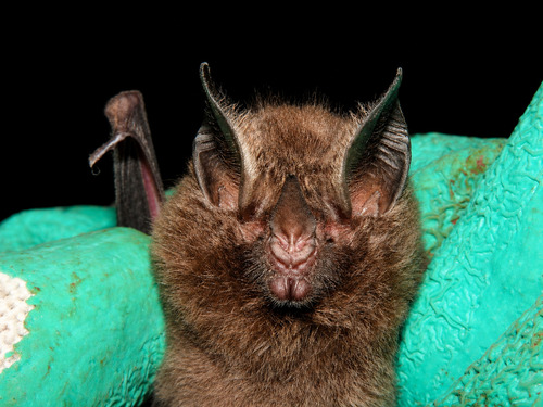 Little Big-eared Bat