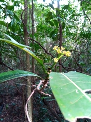 Psychotria berizokae