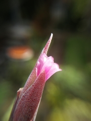 Tillandsia incarnata