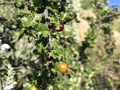 Ribes quercetorum