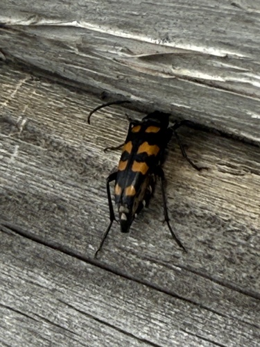 four-banded longhorn beetle