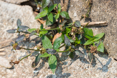Spermacoce prostrata
