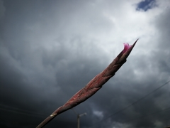 Tillandsia incarnata