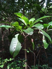 Psychotria berizokae