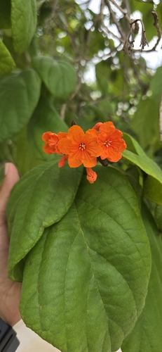 Scarlet Cordia
