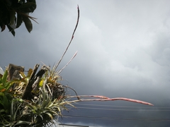 Tillandsia incarnata