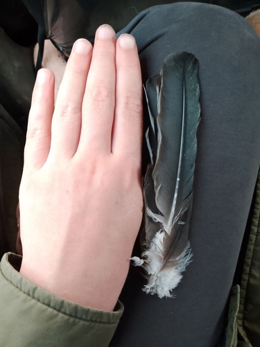 Plume de Grand Cormoran