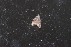 Gatesclarkeana idia