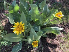 Wyethia helenioides