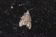 Gatesclarkeana idia