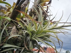 Tillandsia incarnata