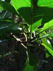Psychotria berizokae