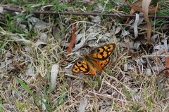 Heteronympha penelope