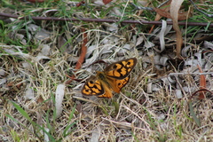 Heteronympha penelope