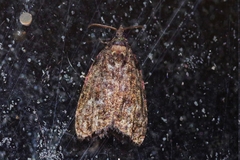 Gatesclarkeana idia