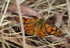 Heteronympha penelope