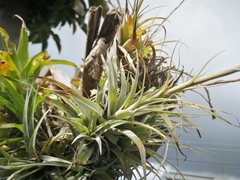 Tillandsia incarnata