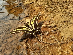 Papilio pilumnus