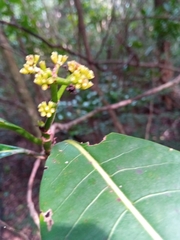 Psychotria berizokae