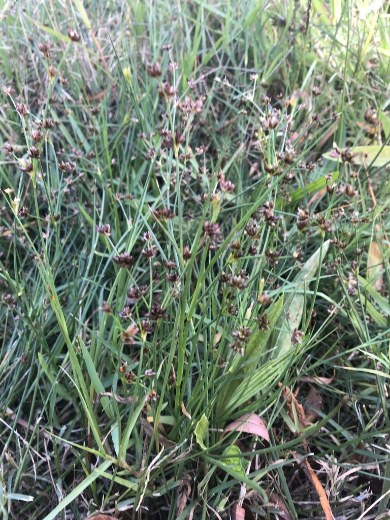 Juncus holoschoenus