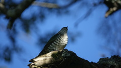 Chrysococcyx lucidus lucidus