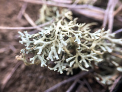 Xanthoparmelia camtschadalis