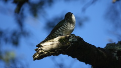 Chrysococcyx lucidus lucidus