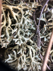 Xanthoparmelia camtschadalis