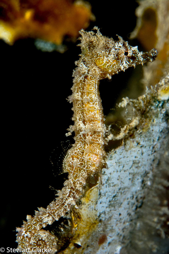 Hippocampus lichtensteinii - Photo (c) Stewart Clarke, algunos derechos reservados (CC BY-NC), subido por Stewart Clarke